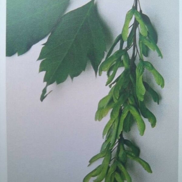 Acer cissifolium Fruit