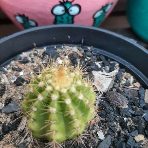 Echinocereus coccineus Habitus