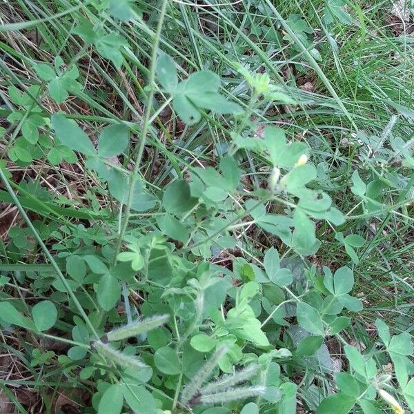 Cytisus hirsutus Buveinė