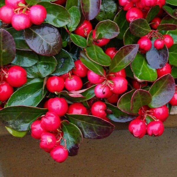 Gaultheria procumbens Fruto