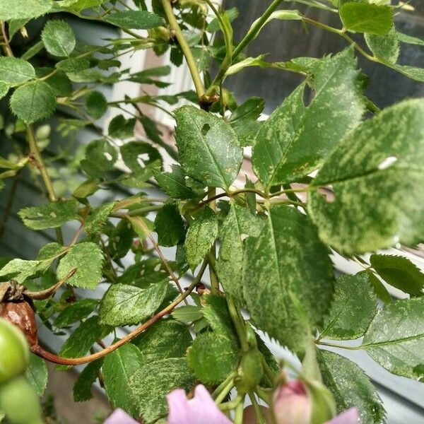 Rosa gallica Ліст