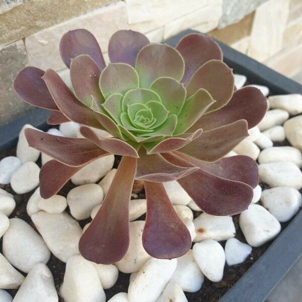 Aeonium arboreum Folla