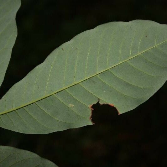 Virola michelii Leaf