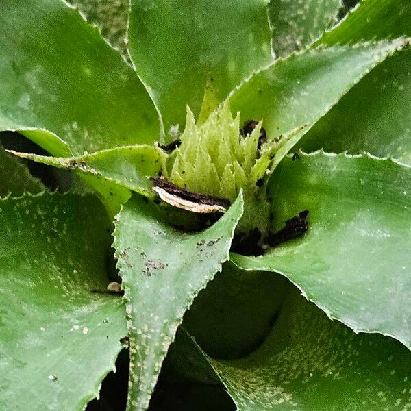 Cryptanthus acaulis Blüte