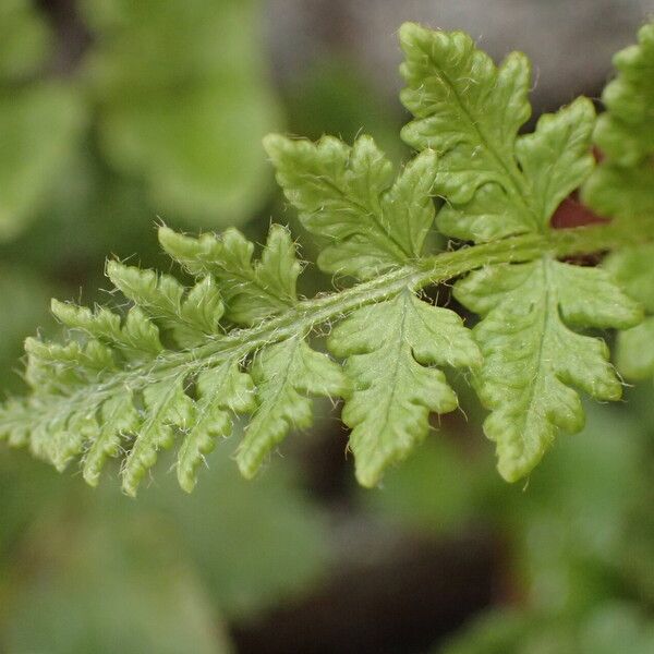 Woodsia alpina 叶