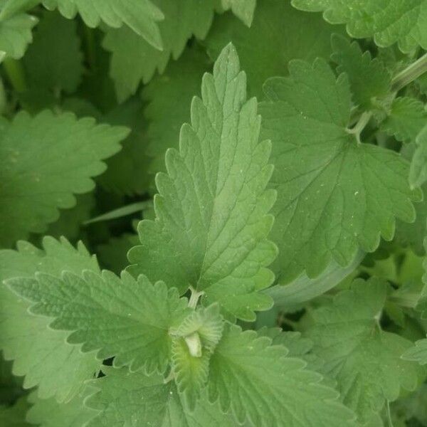 Nepeta cataria Лист