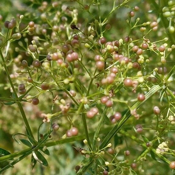 Galium mollugo Fruit