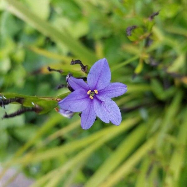 Aristea ecklonii Bloem