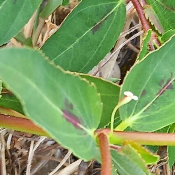 Euphorbia nutans 花