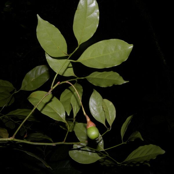 Ocotea leptobotra ഫലം