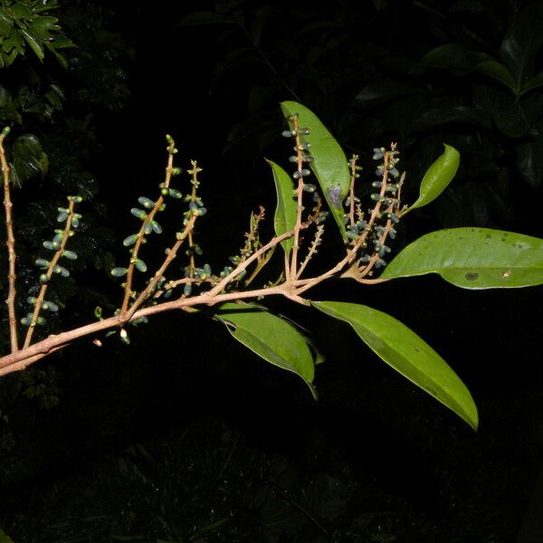 Phthirusa pyrifolia आदत