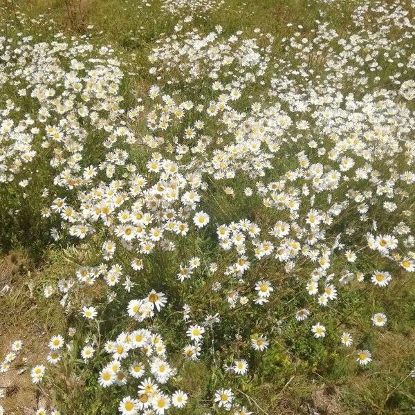 Anthemis arvensis Hàbitat