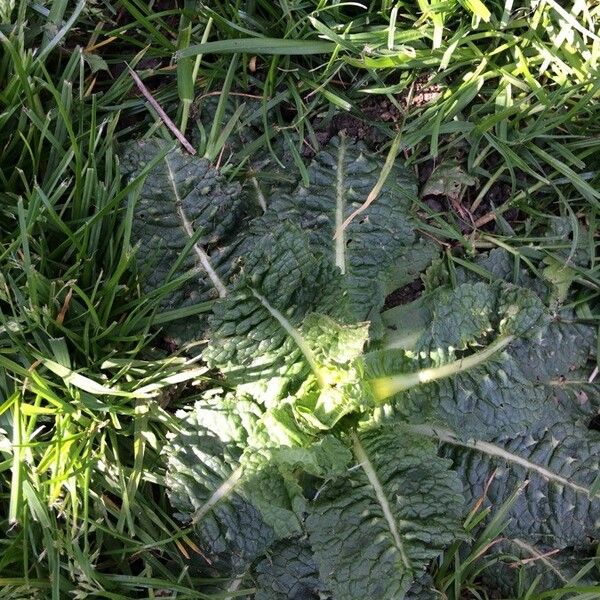 Dipsacus fullonum Leaf