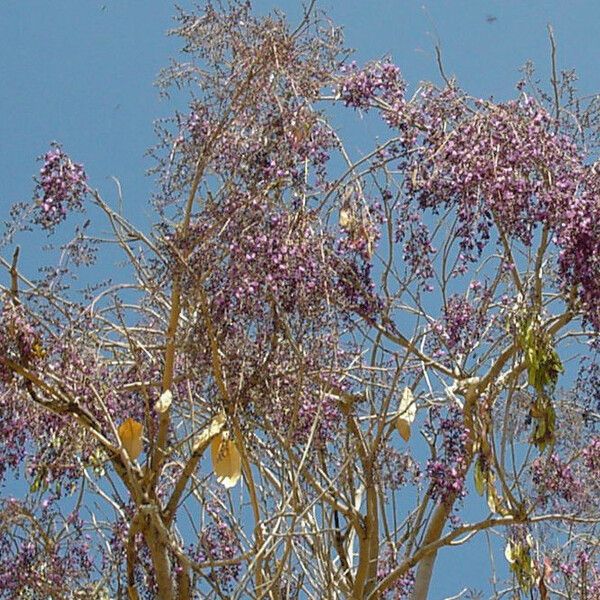 Philenoptera laxiflora Blomma