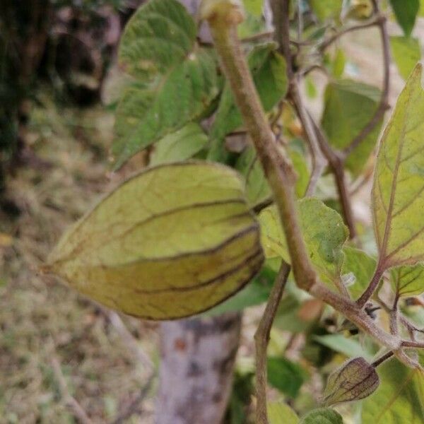 Physalis peruviana Frukto