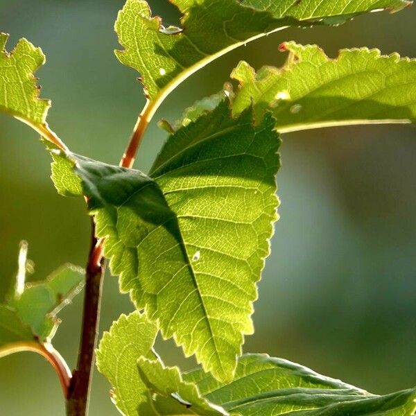 Prunus pensylvanica 叶