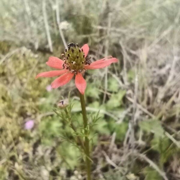 Adonis flammea Цвят