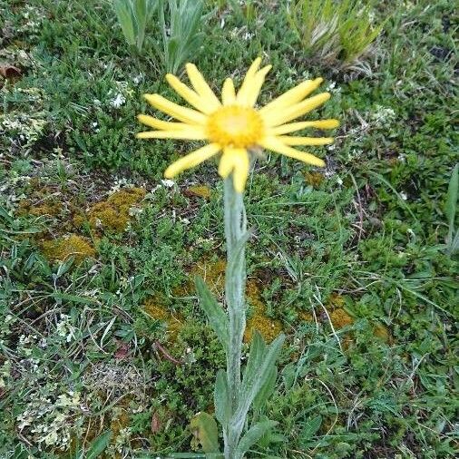 Senecio doronicum Flower