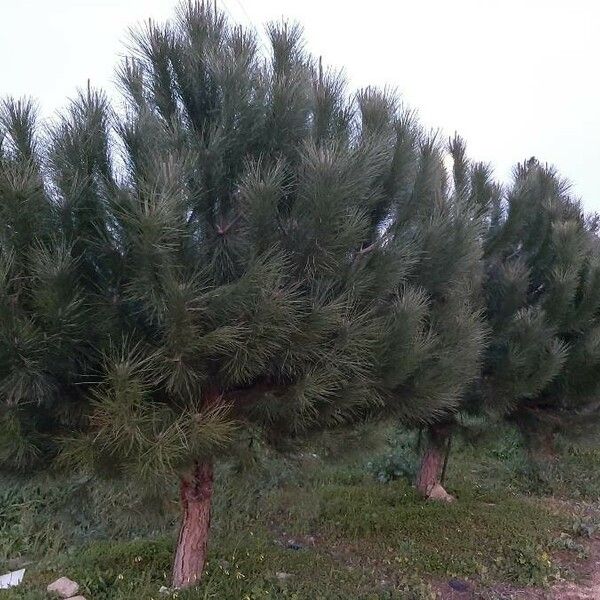 Pinus pinaster Hàbitat