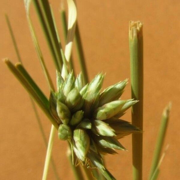 Cyperus conglomeratus Цвят