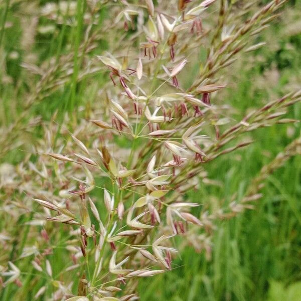 Arrhenatherum elatius Blomst