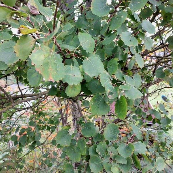 Populus tremula Blatt