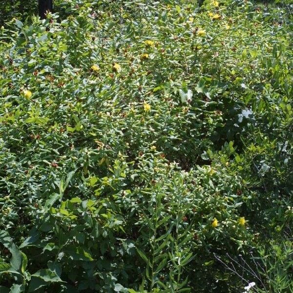 Hypericum frondosum موطن