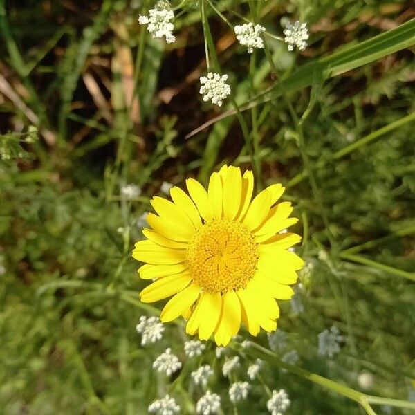 Cota tinctoria Flors