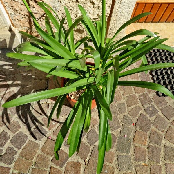 Agapanthus umbellatus Habitus