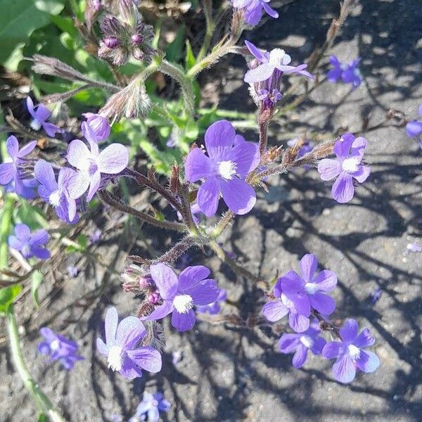 Anchusa azurea Flor