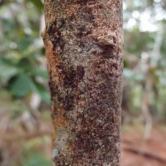 Pleurostylia pachyphloea 樹皮