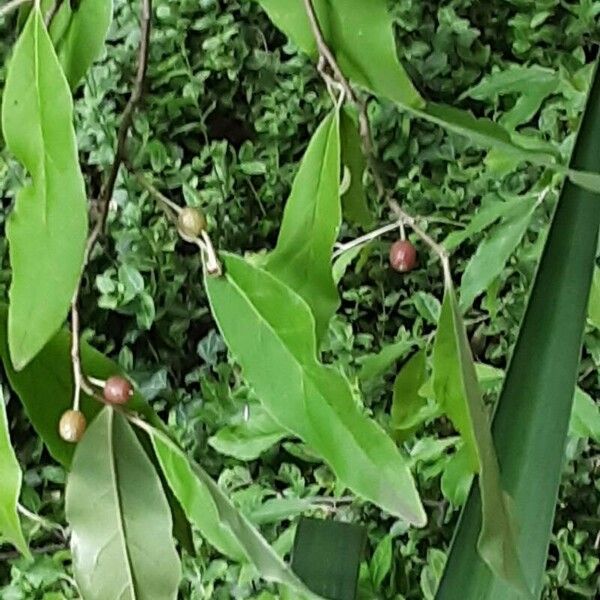 Elaeagnus umbellata Foglia