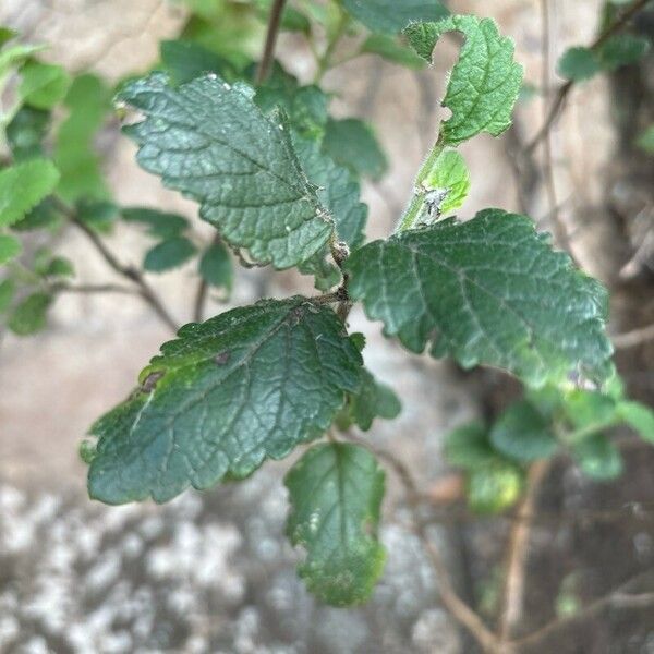 Bystropogon canariensis Blad