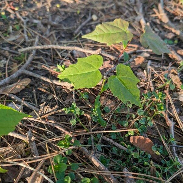 Acer saccharum 叶