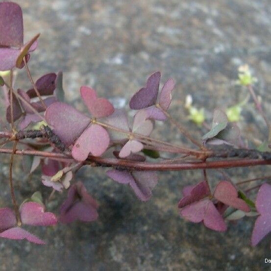 Oxalis novae-caledoniae Elinympäristö