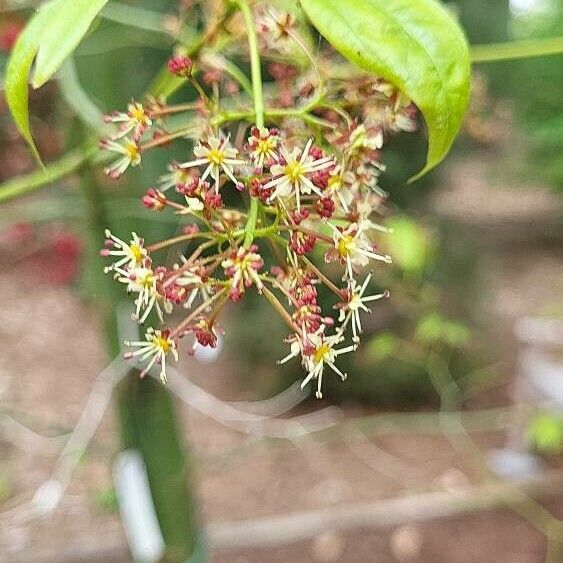 Acer calcaratum Цветок