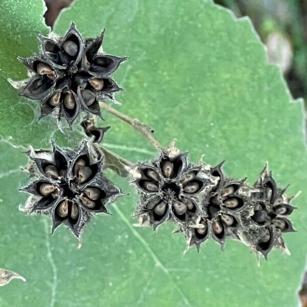 Abutilon grandifolium Fruto