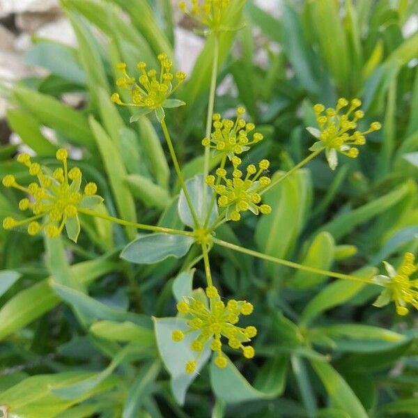 Bupleurum gibraltaricum Blomst