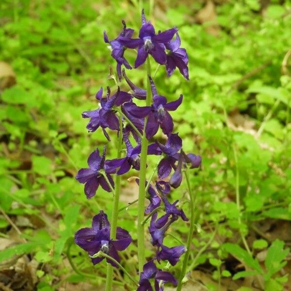 Delphinium tricorne Flower