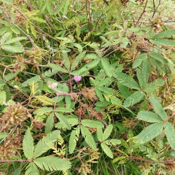 Mimosa pudica Leaf