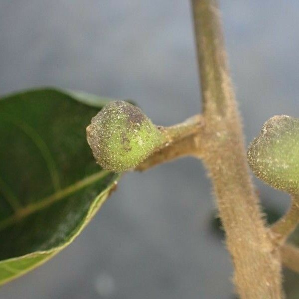 Ficus asperifolia Frutto