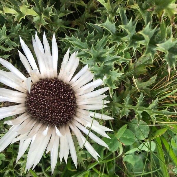 Carlina acaulis 花