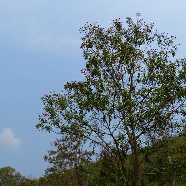 Erythrina variegata ᱵᱟᱦᱟ