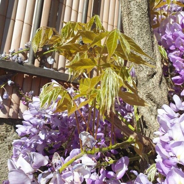 Wisteria sinensis Blatt