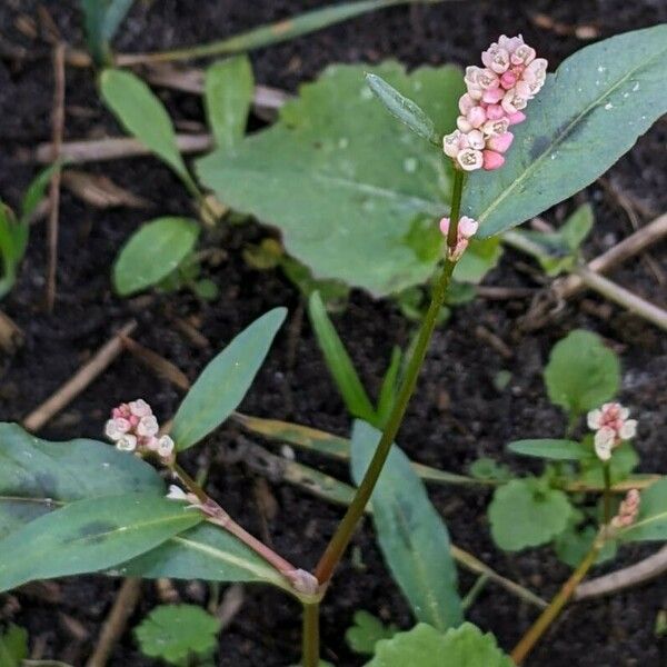 Persicaria maculosa Vekstform