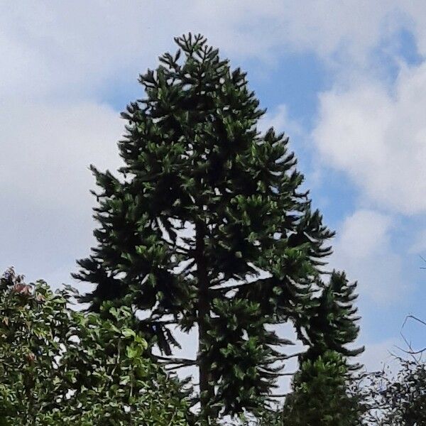 Araucaria hunsteinii Hábitos