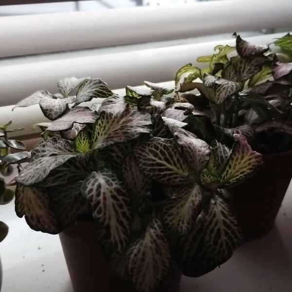 Fittonia albivenis Lapas