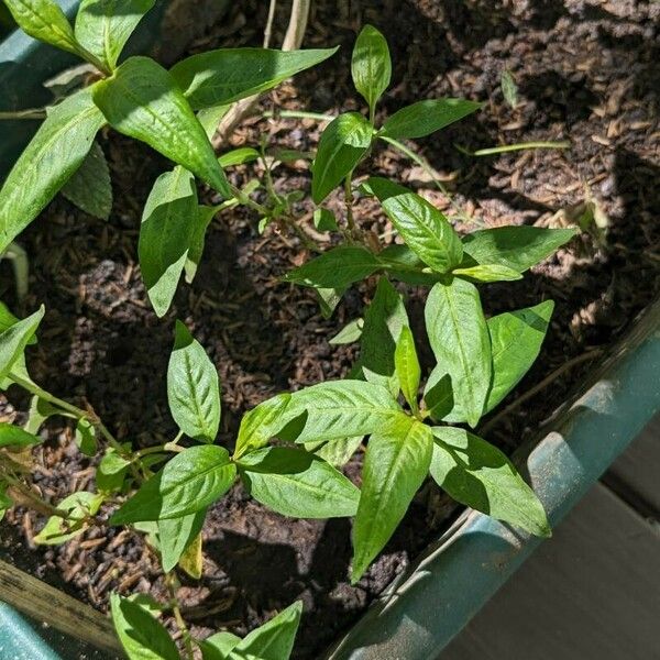 Persicaria punctata Fulla