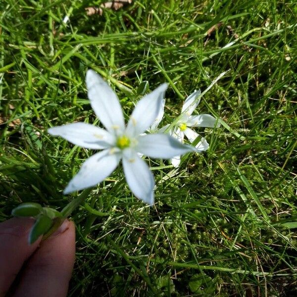 Ornithogalum divergens Çiçek