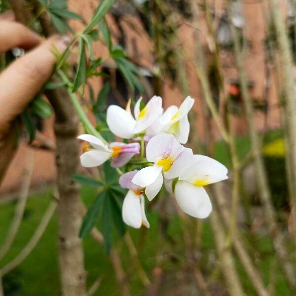 Lupinus mutabilis Blüte